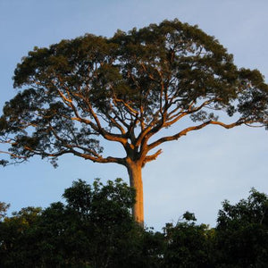 Ceiba Pentandra. The Sacred Tree of the Maya.