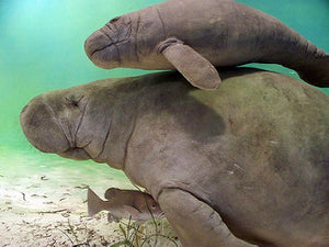 Why are the Manatees in Trouble?
